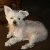 :iconblue-wolf333: