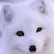 :iconbluearcticfox: