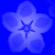 :iconblueasuflower: