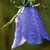 :iconbluebell422: