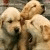 :iconblueberryangelzz: