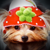 :iconblueberrycheesepie: