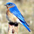 :iconbluebird58: