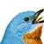 :iconbluebird75: