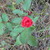 :iconblueblackberrypie: