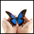 :iconbluebutterfliesstock: