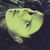 :iconbluechamaileo: