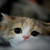 :iconbluedaisy767: