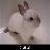 :iconbluedemon13262: