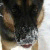 :iconbluedogpaint: