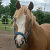 :iconblueeyedpony: