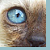 :iconblueeyedtigress: