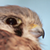 :iconblueflamedphoenix: