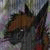 :iconblueflameflyer: