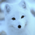 :iconblueflowerchild: