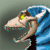 :iconbluefox2512: