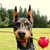 :iconbluefoxartist:
