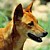 :iconbluefoxv3: