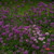 :iconbluegazed-09:
