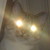 :iconbluegenesx: