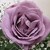 :iconbluegirlrosegirl: