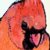 :iconbluegrass-annie: