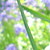 :iconbluehaiiiiirclips: