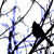 :iconbluejay-13: