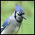:iconbluejayofevil:
