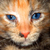 :iconbluekittyeyes: