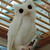 :iconbluelippedbunny: