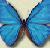 :iconbluelover494: