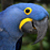 :iconbluemacaw: