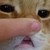 :iconbluemintkitty: