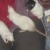 :iconbluemoonrat: