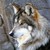 :iconbluemoonwolf72: