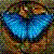 :iconbluemorpho06: