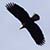 :iconbluenorthphotography: