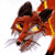 :iconbluephoenix81716: