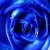 :iconbluerose-princess: