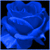 :iconbluerosesharpthorn: