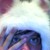 :iconbluescene: