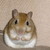 :iconblueseren: