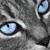 :iconblueskiesblossom: