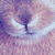 :iconbluesoom: