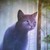 :iconbluestar2422: