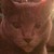 :iconbluestar333: