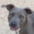 :iconbluestarthewolf: