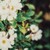 blueviolette :iconblueviolette: