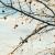 :iconbluewintervision: